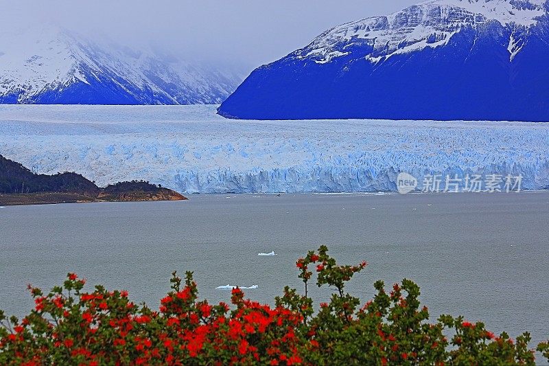 莫雷诺冰川和红色野花，阿根廷湖- El Calafate，巴塔哥尼亚